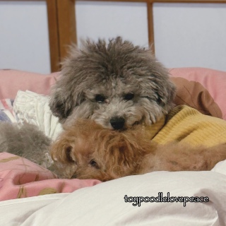 �����̎q�L�O��