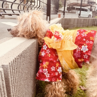 �L���M���̗���