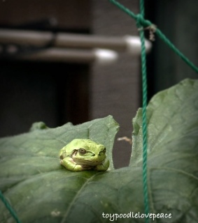 �J�G��🐸